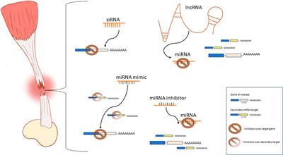 Frontiers Reprogramming Tendon Healing A Guide To Novel Molecular Tools